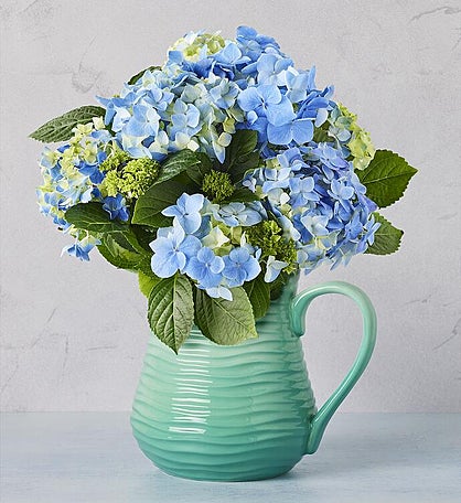 Hydrangea in Pitcher